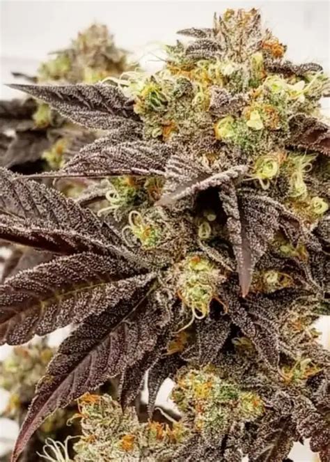 Strain Review: Don Mega by Rosebud Growers .